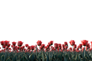 Tulips field on the horizon, isolated against a transparent background png