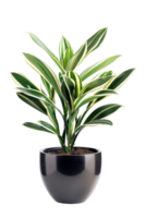 Snake plant Dracaena trifasciata in pot, isolated against transparent background png