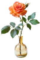rose in a vase isolated against a transparent background png