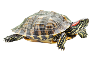 Turtle alone against transparent backdrop png