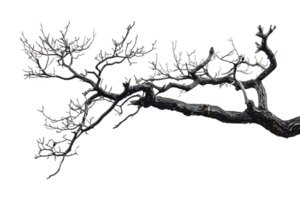 tree branch on a transparent background png