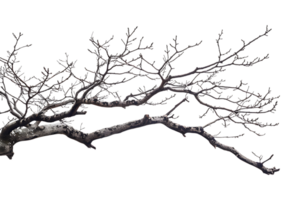 tree branch on a transparent background png