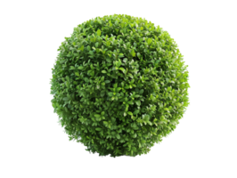 spherical topiary isolated against a transparent background png