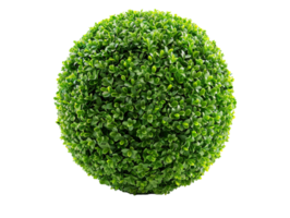 spherical topiary isolated against a transparent background png