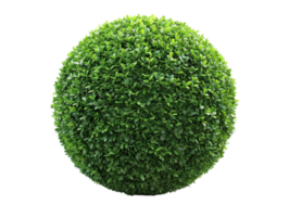 spherical topiary isolated against a transparent background png