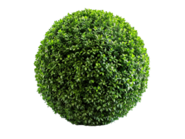 spherical topiary isolated against a transparent background png
