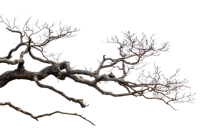 tree branch on a transparent background png