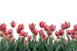 Tulips field on the horizon, isolated against a transparent background png