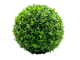 spherical topiary isolated against a transparent background png