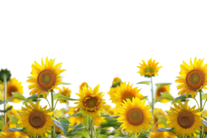 Sunflowers field on the horizon, isolated against a transparent background png