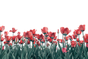 Tulips field on the horizon, isolated against a transparent background png