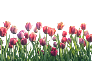 Tulips field on the horizon, isolated against a transparent background png