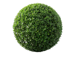 spherical topiary isolated against a transparent background png