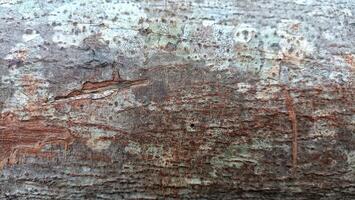 Bark pattern is seamless texture from tree. For background wood work, Bark of brown hardwood, thick bark hardwood, residential house wood. nature, trunk, tree, bark, hardwood, trunk, tree, trunk photo