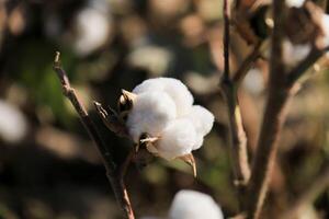 Brown Branch of Open Box of Soft Fluffy Cotton Fiber around the seeds of genus Gossypium close up. Voluminous cozy Flower turned towards the Sun on the background of a warm Cotton Field photo