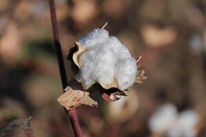 Brown Branch of Open Box of Soft Fluffy Cotton Fiber around the seeds of genus Gossypium close up. Voluminous cozy Flower turned towards the Sun on the background of a warm Cotton Field photo