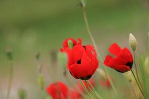 Vibrant Red Poppy Flowers in Blurred Green Field Nature, Summer, Floral Photography photo