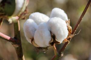 Brown Branch of Open Box of Soft Fluffy Cotton Fiber around the seeds of genus Gossypium close up. Voluminous cozy Flower turned towards the Sun on the background of a warm Cotton Field photo