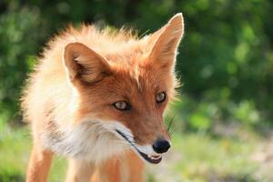 Happy Joyful Sly Red Fox with open Mouth looking forward against Green Foliage background on sunny day. Fox is grinning with sharp fangs photo