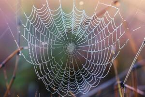 A macro photograph of a spider's web with morning dew, each droplet glistening in the light photo