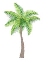 tropical palm tree with green foliage illustration flat style isolated on white background vector