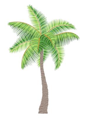 tropical palm tree with green foliage illustration flat style isolated on white background