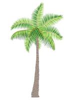 tropical palm tree with green foliage illustration flat style isolated on white background vector