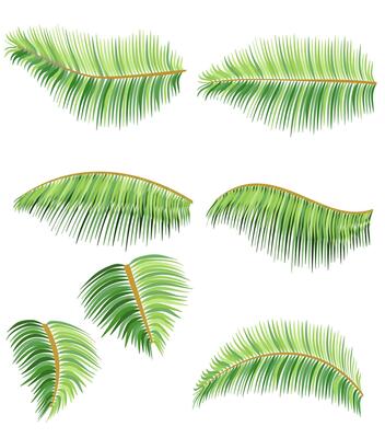 green leaves of tropical palm tree illustration flat style isolated on white background