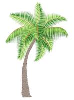 tropical palm tree with green foliage illustration flat style isolated on white background vector