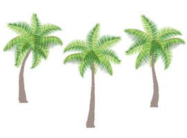 tropical palm tree with green foliage illustration flat style isolated on white background vector