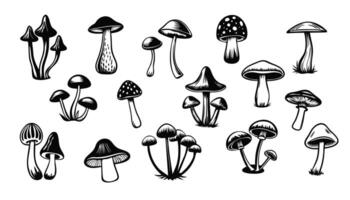 Mushrooms set. Hand drawn illustration of fungus in black and white colors. Sketch of forest. Isolated on white background. vector