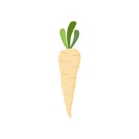parsnips flat design illustration isolated on white background. Parsnip Root With Green Leaves. Fresh vegetables, organic vegetable and healthy, diet and vegetarian vector