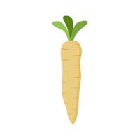 parsnips flat design illustration isolated on white background. Parsnip Root With Green Leaves. Fresh vegetables, organic vegetable and healthy, diet and vegetarian vector