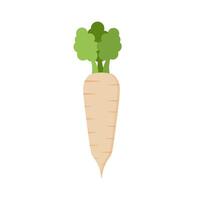 parsnips flat design illustration isolated on white background. Parsnip Root With Green Leaves. Fresh vegetables, organic vegetable and healthy, diet and vegetarian vector