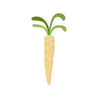 parsnips flat design illustration isolated on white background. Parsnip Root With Green Leaves. Fresh vegetables, organic vegetable and healthy, diet and vegetarian vector