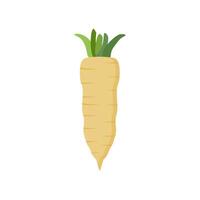 parsnips flat design illustration isolated on white background. Parsnip Root With Green Leaves. Fresh vegetables, organic vegetable and healthy, diet and vegetarian vector