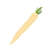 parsnips flat design illustration isolated on white background. Parsnip Root With Green Leaves. Fresh vegetables, organic vegetable and healthy, diet and vegetarian vector