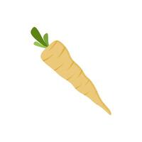 parsnips flat design illustration isolated on white background. Parsnip Root With Green Leaves. Fresh vegetables, organic vegetable and healthy, diet and vegetarian vector