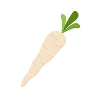 parsnips flat design illustration isolated on white background. Parsnip Root With Green Leaves. Fresh vegetables, organic vegetable and healthy, diet and vegetarian vector
