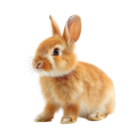 Rabbit, hare and bunny pet isolated on transparent background cutout png