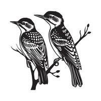 Two Woodpecker birds sitting on tree branch Image isolated on white vector