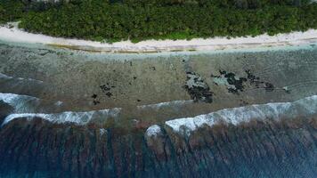 Tropical beach with coconut palm trees and ocean with soft sunlight. Drone view of Fuvahmulah island video