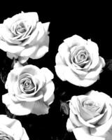 Flowers black and white photo background. Summer flowers close view