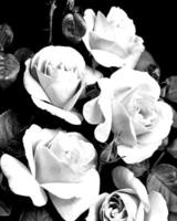 Flowers black and white photo background. Summer flowers close view