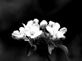 Flowers black and white photo background. Summer flowers close view