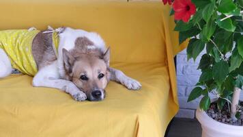 Cute dog with after surgery clothes lying on yellow couch , recovering from surgery video