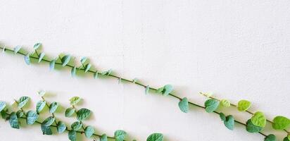Vine, ivy or creeper plant growth isolated on white wall background with copy space. Nature plant and Background concept. photo