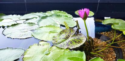 Violet or purple lotus blooming and leaves growth in water pool with sunlight. Beauty of Nature and Beautiful flower concept. photo
