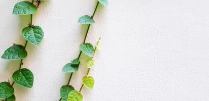 Vine, ivy or creeper plant growth isolated on white wall background with copy space. Nature plant and Background concept. photo