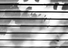 Shadow of leaves and sunlight in the morning on white steel door for background in black and white style. Art and Pattern abstract background in monochrome concept photo